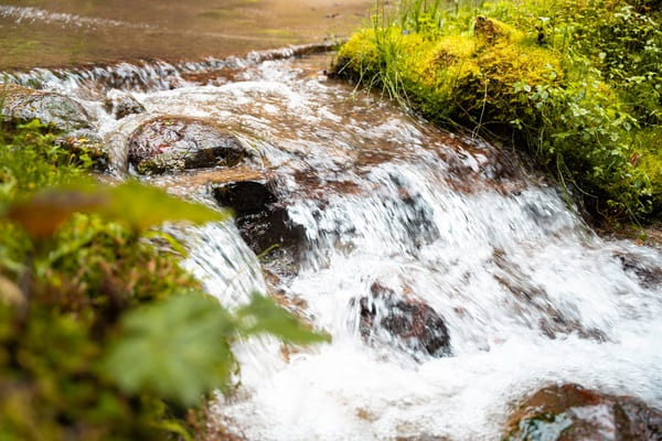 nacimiento de agua en la reserva natural de ILC