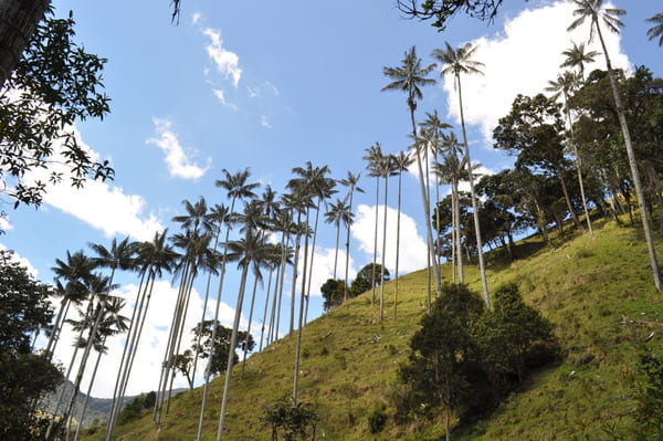 bosque de palma de cera nodrte de caldas