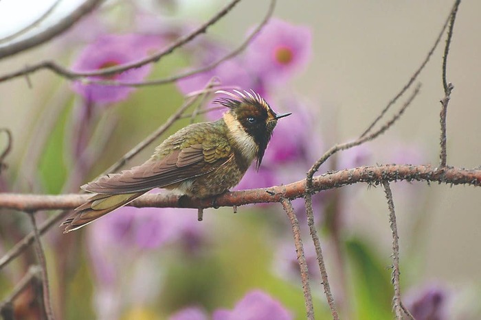 ave propia de los paramos endemica del parque nacional los nevados