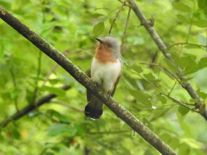 ave de varios colores en una rama mirando al lado izquierdo