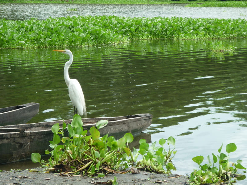 imagen de charca, vegetación y una garza