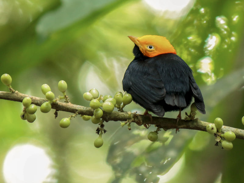 ave que inspiro imagen del congreso de aviturismo