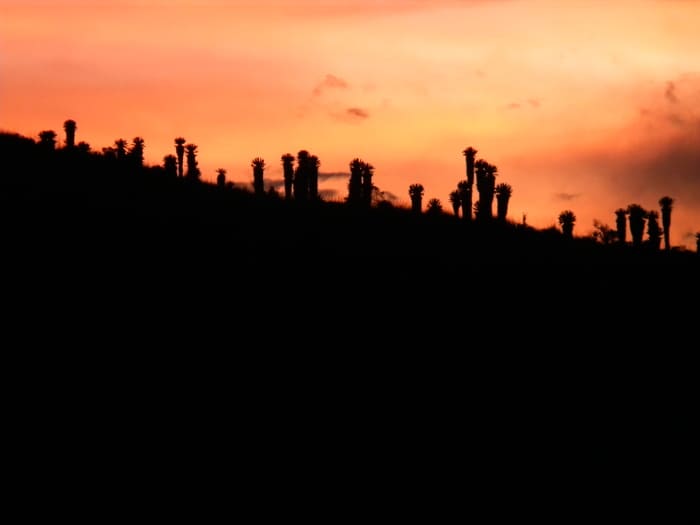 Vista de frailejones y atardecer parque los nevados