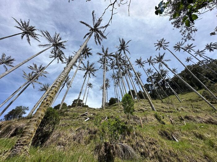 paisaje de palma de cera