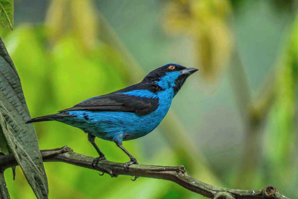 foto de ave de la zona