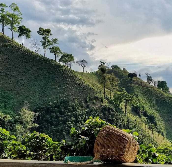 paisaje cafetero