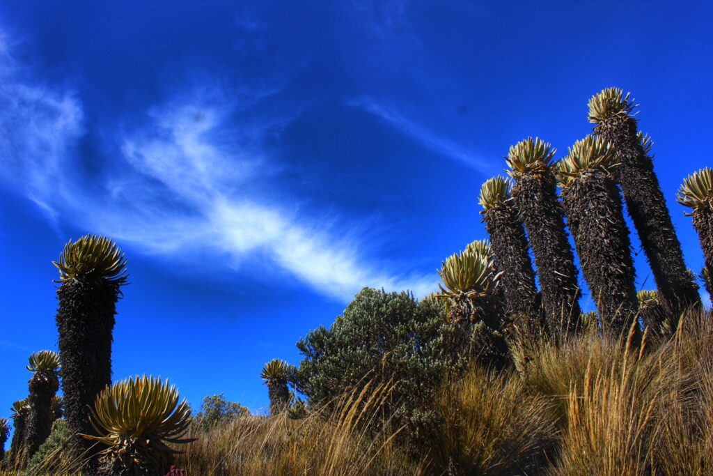 paisaje parque los nevados