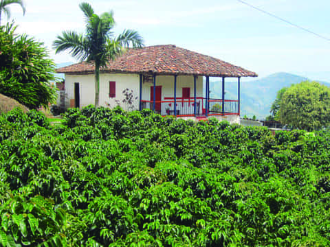 paisaje norte de caldas