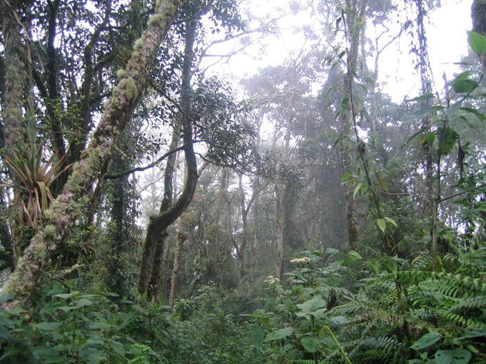 Vegetación Reserva Río Blanco
