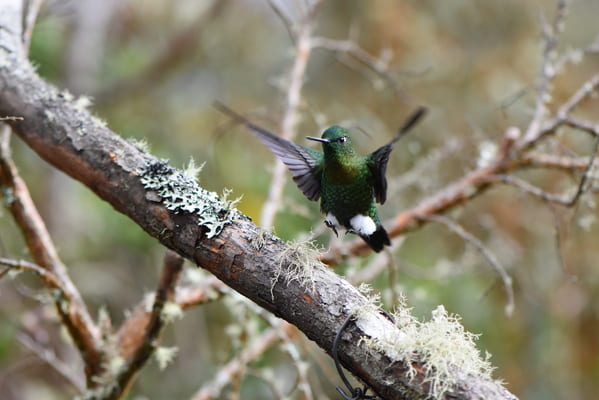 colibri de las montañas de caldas