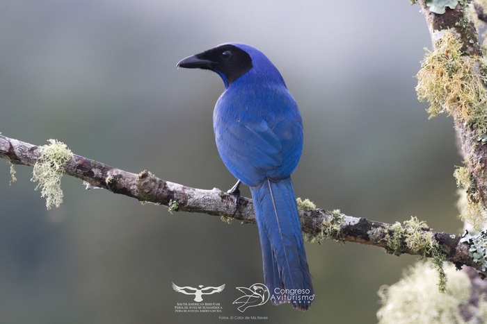 ave de la reserva de la ilc