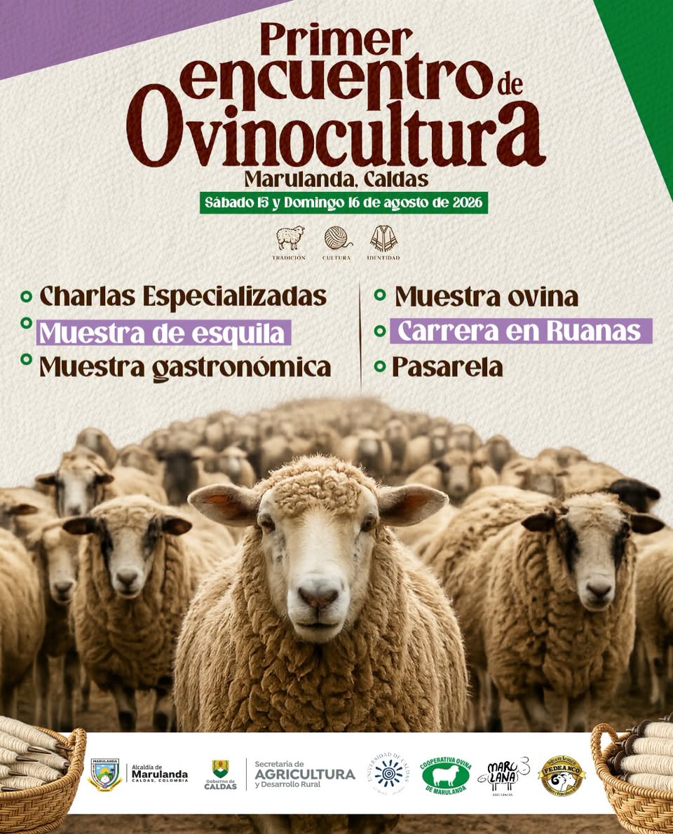 imagen ovinocultura