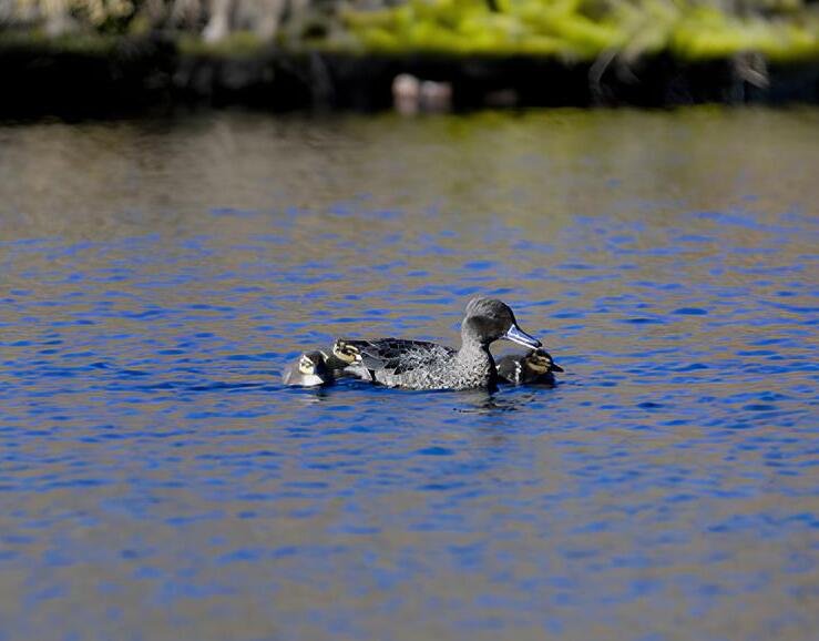 imagen patos en laguna
